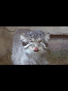 [x]【マヌルネコ】おねえさんを待ってたのに冷たい態度?@那須どうぶつ王国 pallas’s cat - YouTube