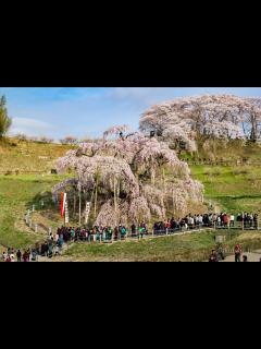 [x]福島県を代表する桜の名所が粒揃い あぶくま高地 国道349号線で行く桜めぐり | ふくつぶ