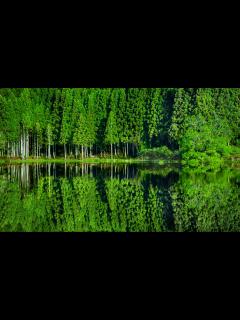 [x]「龍王ケ淵」の水面に緑の木々が映し出された＝2021年4月、奈良県宇陀市、ドローンで田辺拓也撮影（1/20）－美しい日本の緑 写真20選 緑 ...