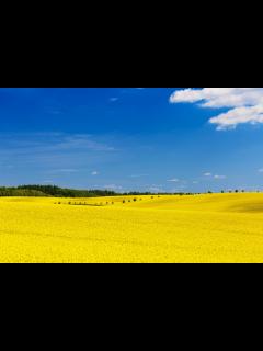 [x]Yellow Field Free Stock Photo - Public Domain Pictures
