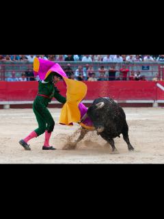 [x]Free Images : bull, performance, bullring, tradition, bullfighting ...