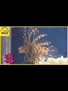[x]【毒のある生き物集めてみました。】見た目が優雅でも刺されると…。毒のある魚や水生生物の特別展…札幌 - YouTube