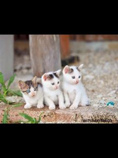 [x]写真3/3｜世界のネコの今日 - 岩合光昭の写真展「ねこ歩き」静岡、広島、青森に巡回 - ファッションプレス