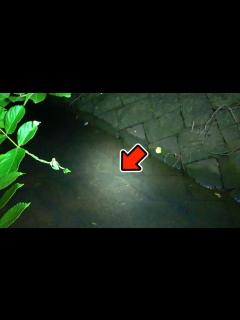 [x]夜の海と川の間で魚採り【またウナギ大量】 - YouTube
