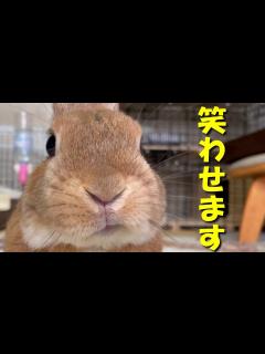 [x]ネタか！ってツッコミたくなるくらい笑わせるウサギがこちらです (No.331) - YouTube