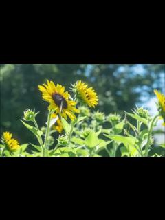[x]ひまわり【flute solo】 - YouTube