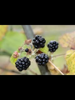 [x]ブラックベリー ベリー ベリーフルーツ - Pixabayの無料写真 - Pixabay