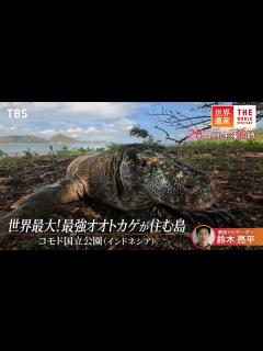 [x]『世界遺産』7/28(日) コモド国立公園 〜 世界最大！最強のオオトカゲが住む島【TBS】 - YouTube