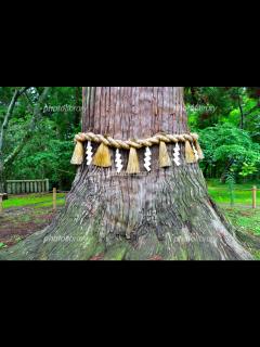 [x]塩竈神社の御神木 写真素材 [ 6078577 ] - フォトライブラリー photolibrary