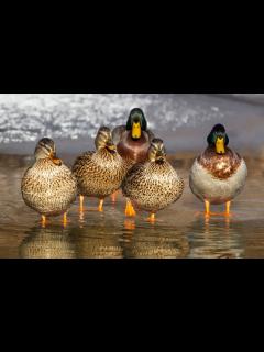 [x]無料画像 : 野生動物, 嘴, 動物相, 家禽, 羽毛, 女性, 脊椎動物, 水鳥, 青年, アヒルのガチョウと白鳥 1920x1200 ...