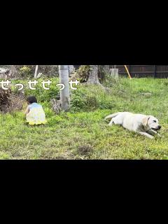 [x]せっせせっせと草をむしって食べさせるのであった【長女ゴン🐕次女サン🐕三女ユウ👶】 - YouTube