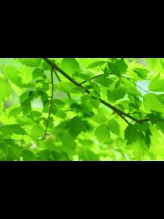 [x]緑の葉と枝-新鮮な自然の緑の植物の壁紙プレビュー | 10wallpaper.com