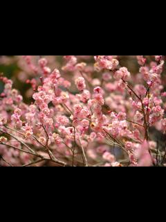 [x]あきづき 写真素材 [ 5229629 ] - フォトライブラリー photolibrary